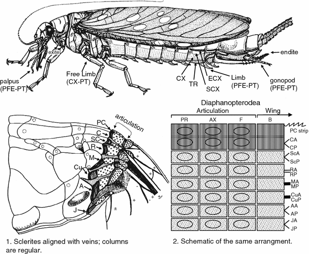 Phylogeny of Higher Taxa in Insecta: Finding Synapomorphies in the Extant  Fauna and Separating Them from Homoplasies