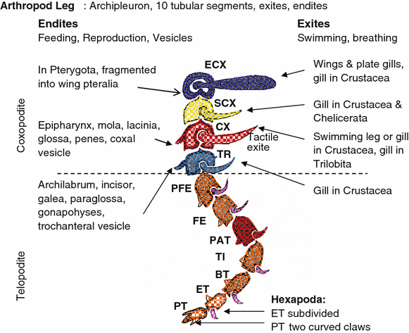 Phylogeny of Higher Taxa in Insecta: Finding Synapomorphies in the Extant  Fauna and Separating Them from Homoplasies