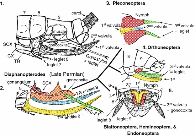 Phylogeny of Higher Taxa in Insecta: Finding Synapomorphies in the Extant  Fauna and Separating Them from Homoplasies