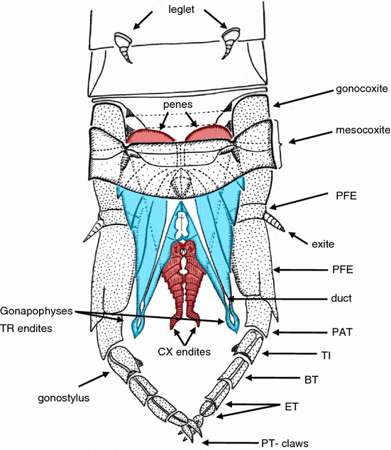 Phylogeny of Higher Taxa in Insecta: Finding Synapomorphies in the Extant  Fauna and Separating Them from Homoplasies