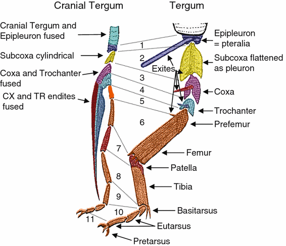 Phylogeny of Higher Taxa in Insecta: Finding Synapomorphies in the Extant  Fauna and Separating Them from Homoplasies