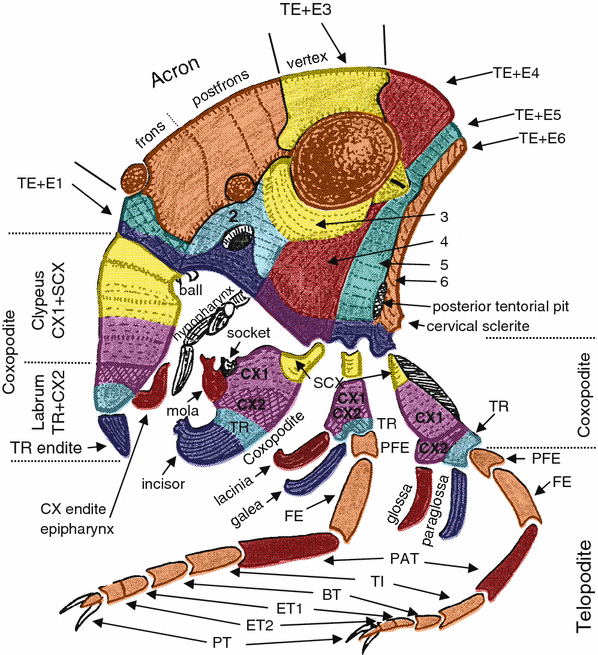 Phylogeny of Higher Taxa in Insecta: Finding Synapomorphies in the Extant  Fauna and Separating Them from Homoplasies