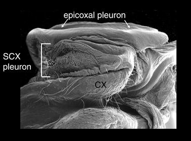 Phylogeny of Higher Taxa in Insecta: Finding Synapomorphies in the Extant  Fauna and Separating Them from Homoplasies