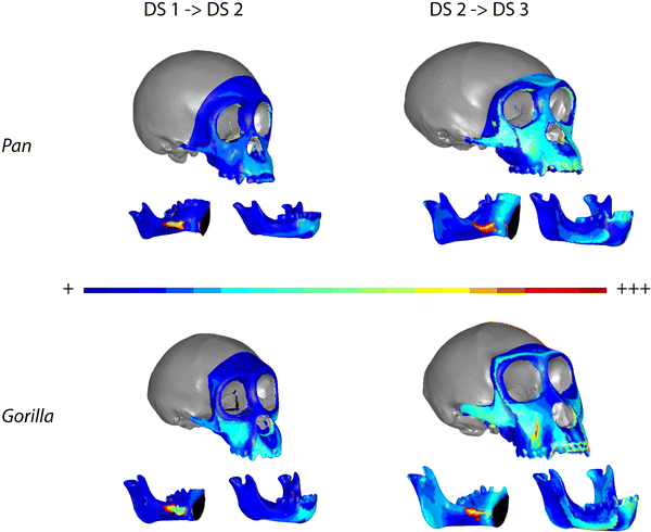 Bone Growth Dynamics of the Facial Skeleton and Mandible in Gorilla gorilla  and Pan troglodytes | SpringerLink