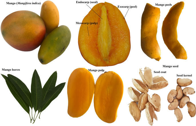Phenolic Compounds In Mango Fruit A Review Springerlink