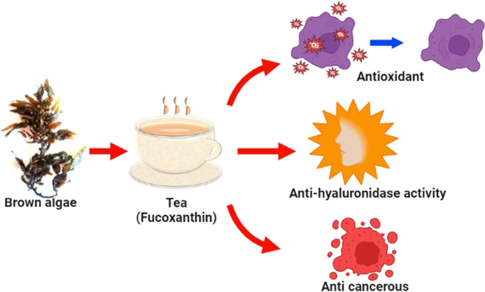 Fucoxanthin as antioxidant, anti-hyaluronidase and cytotoxic agent:  potential of brown seaweeds decoction for tea supplement | Journal of Food  Measurement and Characterization