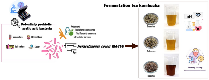 The qualities and sensory properties of kombucha tea fermented with ...