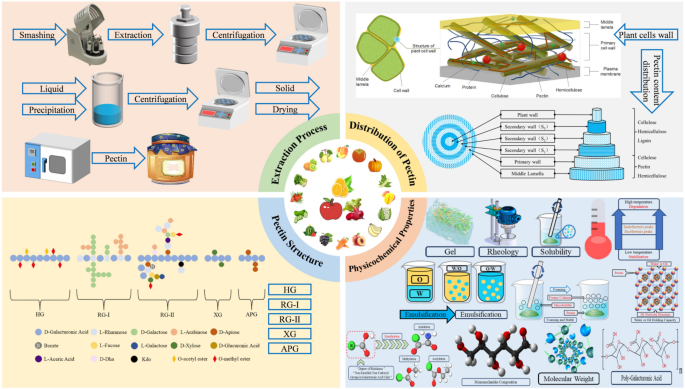 Pectin Origin Extraction strategies and structure-property relationships of pectin: A ...
