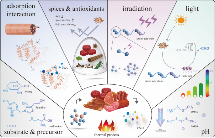 glutathione odor sulfur smell cosmetics cysteine thiol smell Volatile sulfur compounds in cooked meat flavor: formation, odor effects,  and modulation strategies | Journal of Food Measurement and  Characterization