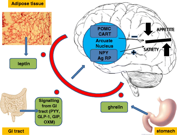 leptin vs glp 1 Gut Hormones and Leptin: Impact on Energy Control and Changes After  Bariatric Surgery—What the Future Holds | Obesity Surgery
