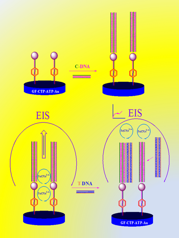 An Electrochemical Label Free Dna Impedimetric Sensor With Aunp Modified Glass Fiber Carbonaceous Electrode For The Detection Of Hiv 1 Dna Springerlink