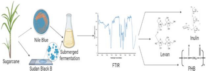 submerged fermentation method