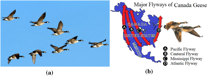 canadian goose migration path