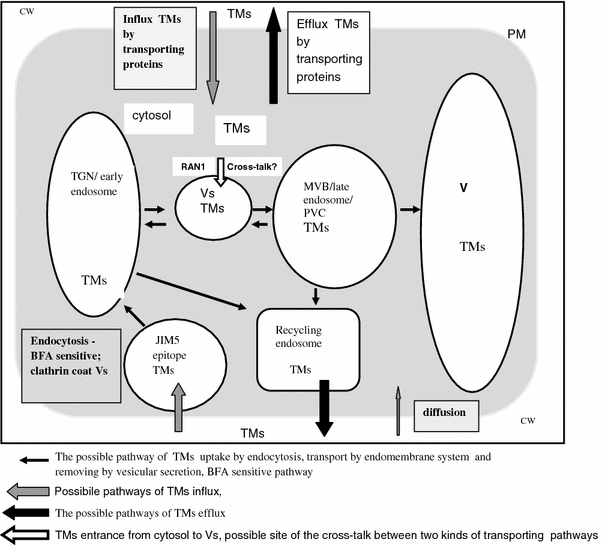 The Cell Wall In Plant Cell Response To Trace Metals Polysaccharide Remodeling And Its Role In Defense Strategy Springerlink