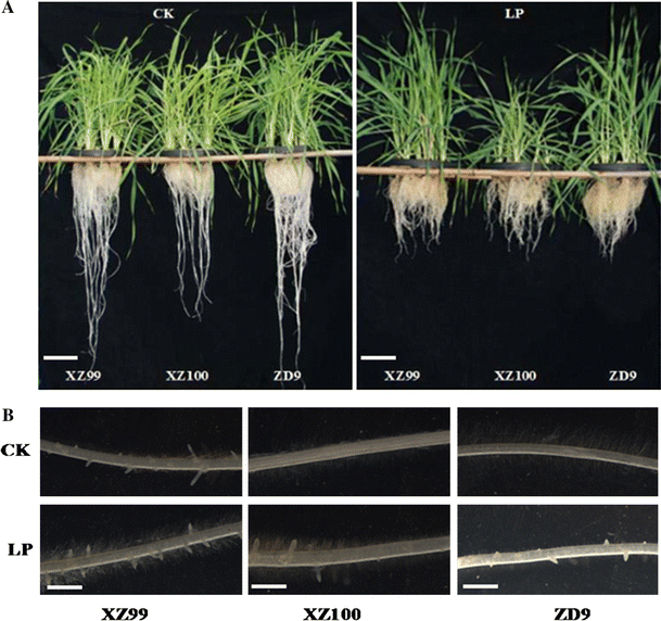 The Regulation Of Root Growth In Response To Phosphorus Deficiency Mediated By Phytohormones In A Tibetan Wild Barley Accession Springerlink