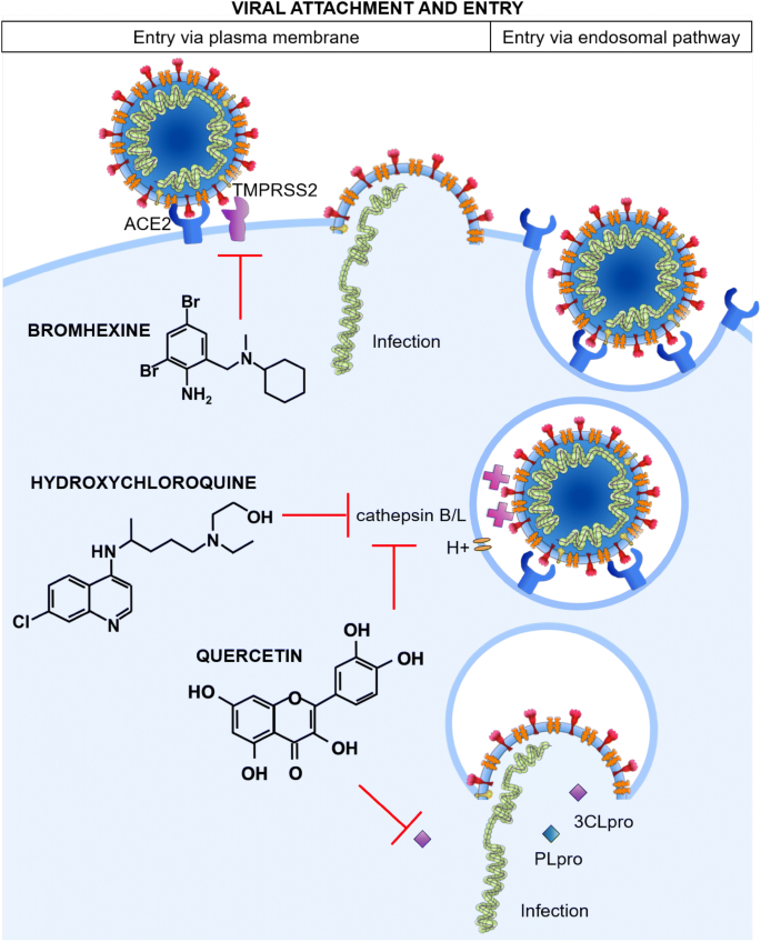 Potential new treatment strategies for COVID-19: is there a role for  bromhexine as add-on therapy? | SpringerLink