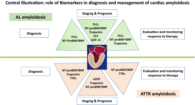 Diagnostic and prognostic value of cardiac imaging in amyloidosis