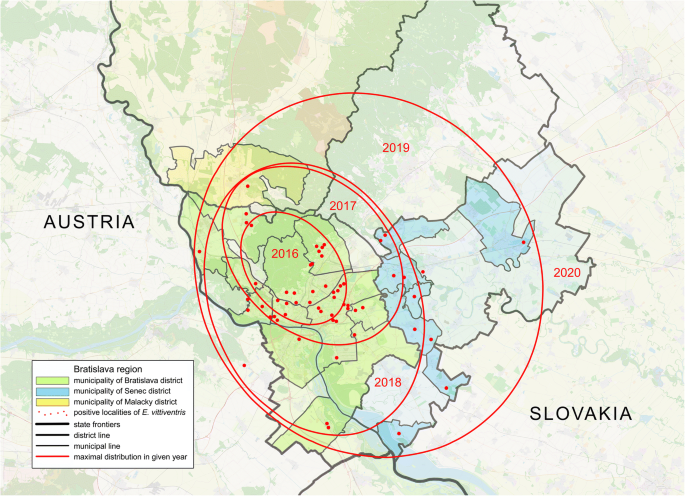 Distribution and life history traits of Ectobius vittiventris (Blattaria:  Ectobiidae) in Europe focused on the territory of Slovakia | SpringerLink