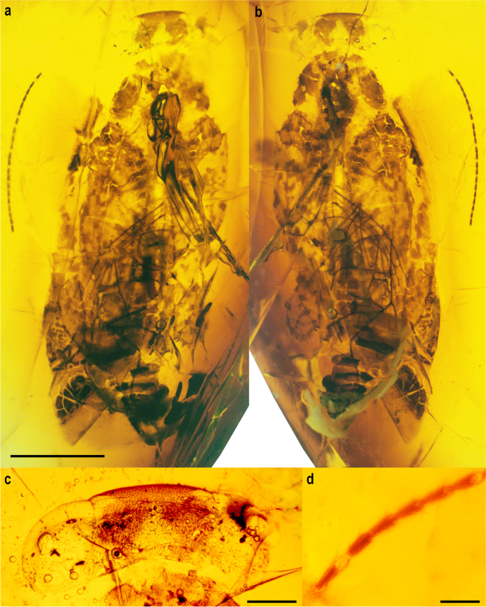 Alienopterix santonicus sp. n., a metallic cockroach from the Late  Cretaceous ajkaite amber (Bakony Mts, western Hungary) documents  Alienopteridae within the Mesozoic Laurasia | Biologia