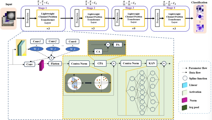 LCPT: A lightweight cell classification method for microscope images ...