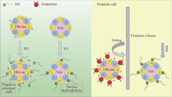 Influence and mechanism of xanthan gum on the aggregation and flotation ...