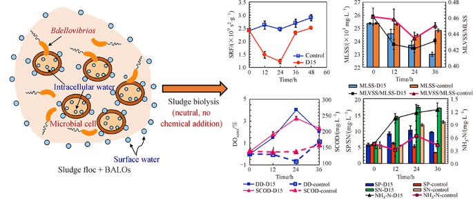 Isolation And Application Of Predatory Bdellovibrio And Like Organisms For Municipal Waste Sludge Biolysis And Dewaterability Enhancement Springerlink