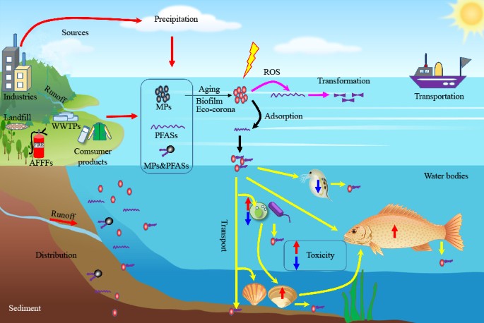Interaction and combined toxicity of microplastics and per- and  polyfluoroalkyl substances in aquatic environment | SpringerLink