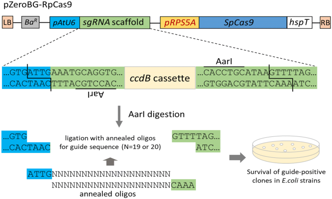 A Zero Background Crispr Binary Vector System For Construction Of Sgrna Libraries In Plant Functional Genomics Applications Springerlink