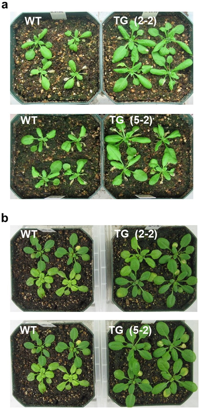 The Dehydrin Gene Of The Arctic Plant Cerastium Arcticum Ca Dhn