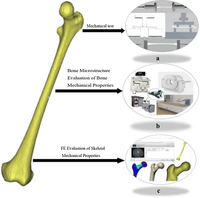 Recent Advance in Evaluation Methods for Characterizing Mechanical  Properties of Bone | SpringerLink