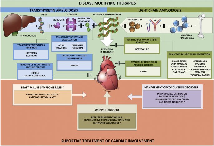 Advances in the Treatment of Cardiac Amyloidosis | SpringerLink
