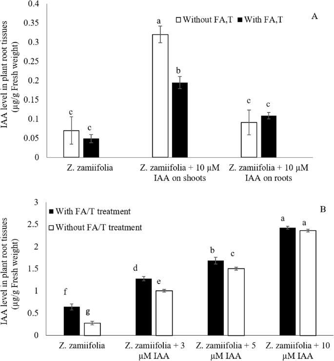 Application Of Exogenous Indole 3 Acetic Acid On Shoots Of Zamioculcas Zamiifolia For Enhancing Toluene And Formaldehyde Removal Springerlink