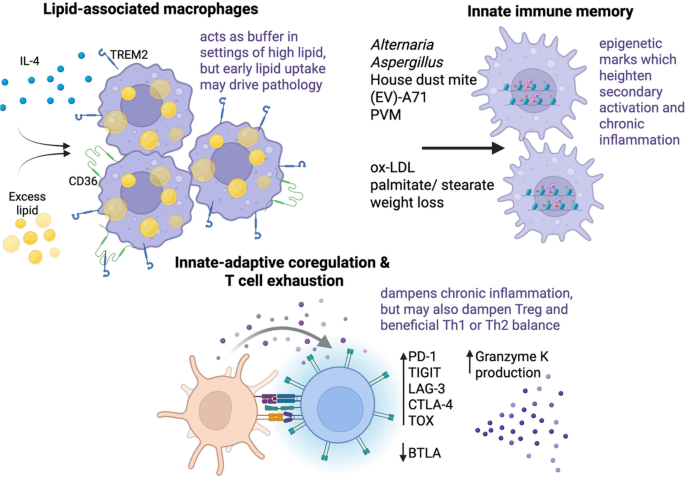Mechanisms of Innate Immune Modulation by High-Fat Diet: Implications ...