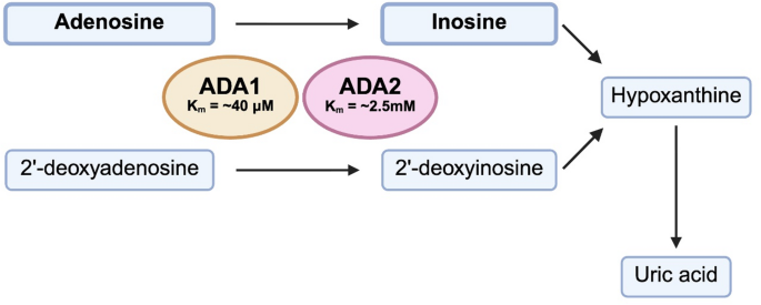 A Review of Adenosine Deaminase 2 (ADA2) as a Biomarker of Monocyte ...