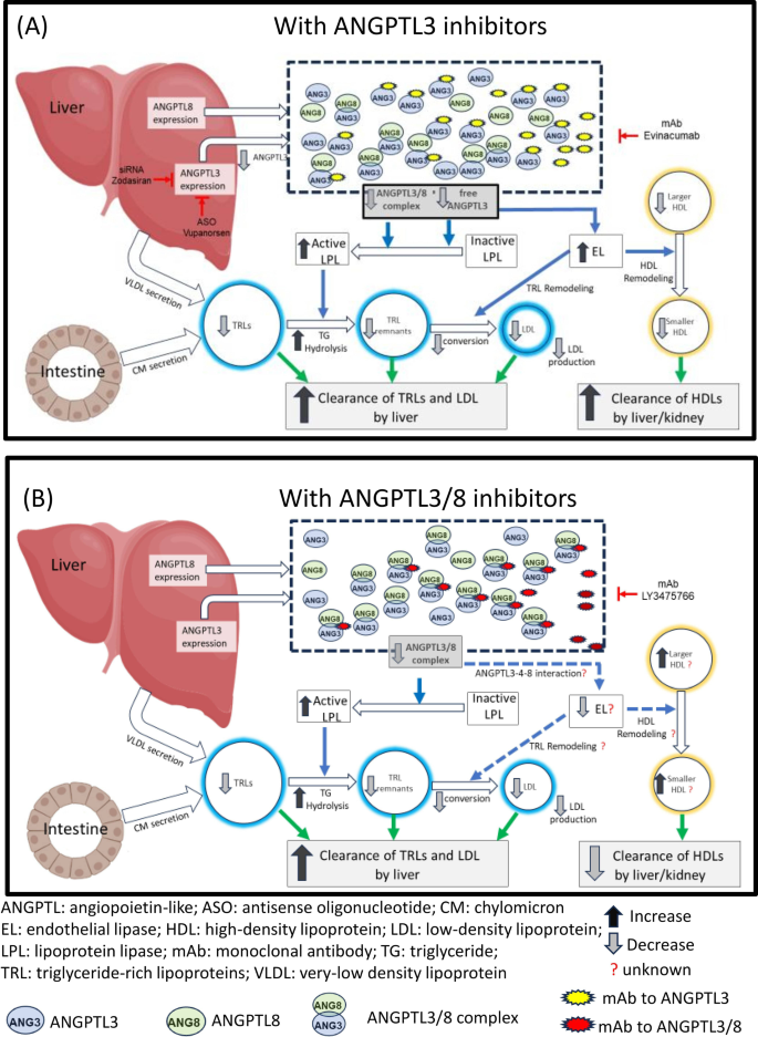 Inhibition of the ANGPTL3/8 Complex for the Prevention and Treatment of ...