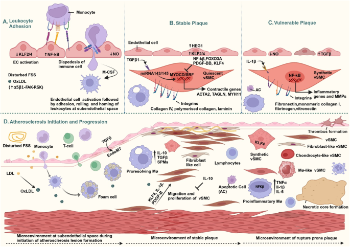 The Atherosclerotic Plaque Microenvironment as a Therapeutic Target ...
