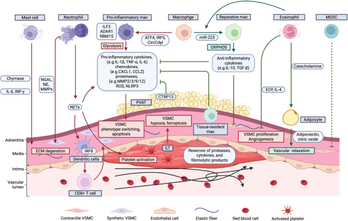 Myeloid Cells in Abdominal Aortic Aneurysm | Current Atherosclerosis ...