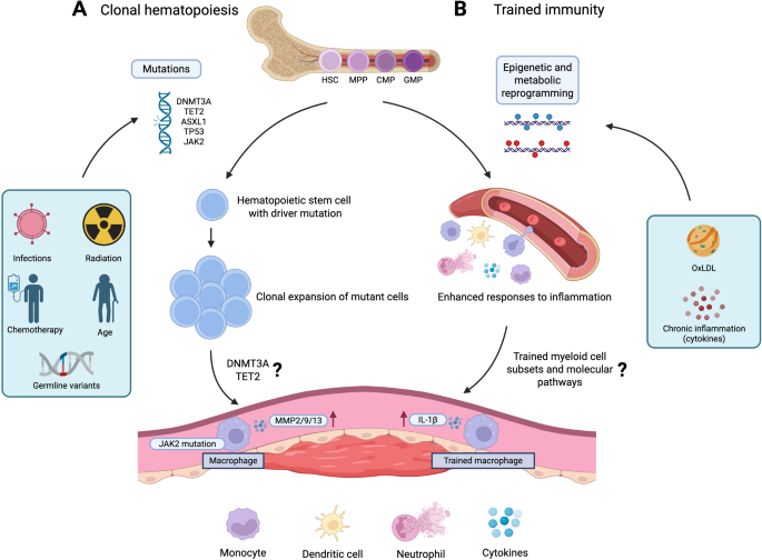 Myeloid Cells in Abdominal Aortic Aneurysm | Current Atherosclerosis ...