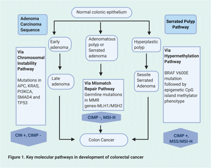 Molecular Pathogenesis And Classification Of Colorectal Carcinoma Springerlink