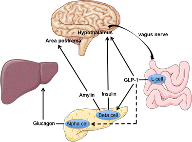 is it safe to use glp 1 for weight loss GLP-1 Agonists For Obesity In Non-Diabetic Patients: Game Changer Or  Overhyped? A Critical Analysis GlobalRPH