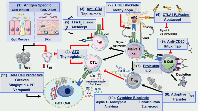 immune mediated diabetes