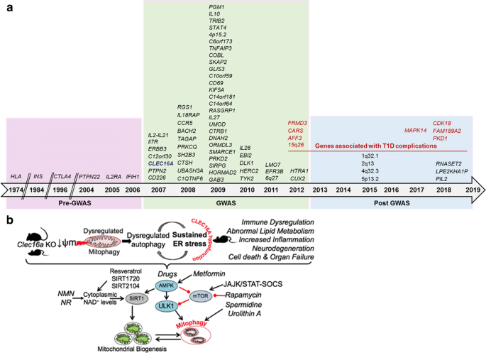 The Genetic Contribution To Type 1 Diabetes Springerlink