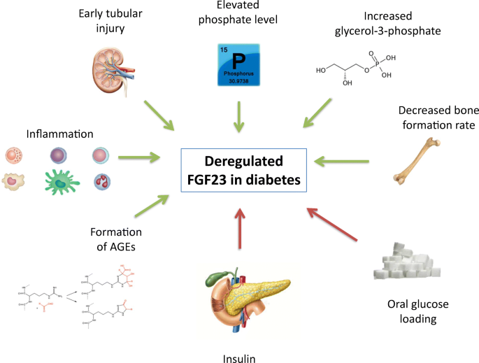 Fibroblast Growth Factor 23 and Adverse Clinical Outcomes in Type 2 Diabetes:  a Bitter-Sweet Symphony | SpringerLink