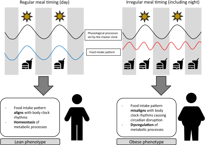 How Meal Timing Affects Hormones: Unlock Peak Health & Energy