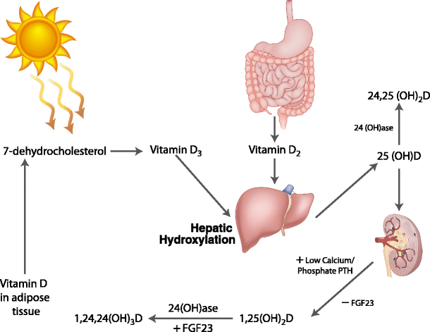 Vitamin D Deficiency in Patients with Chronic Liver Disease and Cirrhosis |  SpringerLink