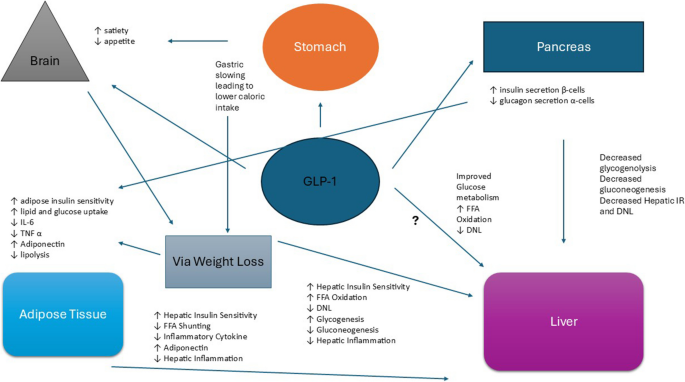 can glp 1 cause elevated liver enzymes Evolving Role of GLP-1 Therapies in Liver Disease | Current  Gastroenterology Reports