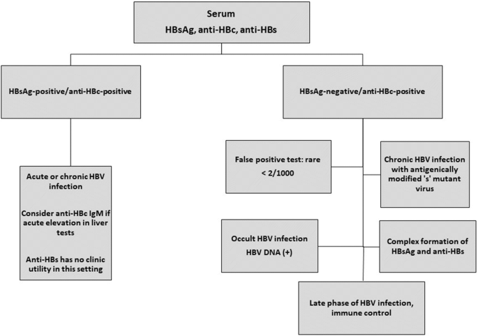 Hepatitis B Core Antibody: Role in Clinical Practice in 2020 | SpringerLink