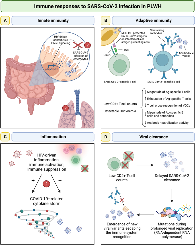 How SARS-CoV-2 evades immune system defenses — Harvard Gazette