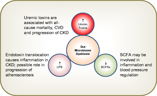 Gut Microbiome In Chronic Kidney Disease Springerlink