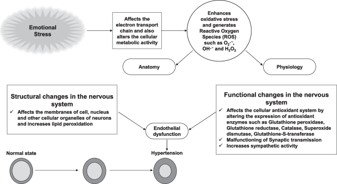 Neurogenic Background for Emotional Stress-Associated Hypertension |  Current Hypertension Reports